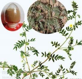 Gymnema Sylvestre extract